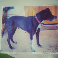Princessa a trained dog looking for her furever home in Panama