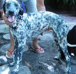 duquessa_150x146.jpg