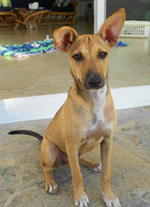 Muffy-cute-dog-needing-foster-home-adoption
