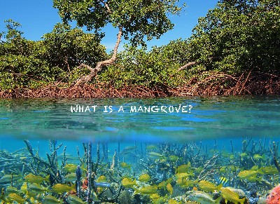 What is a Mangrove?