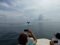 Whale Watching with Anne Gordon of Whale Watching Panama