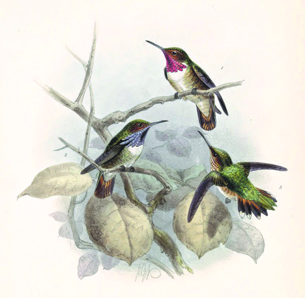 Endemism, Resilience, and the Glow-throated Hummingbird (Selasphorus ardens)