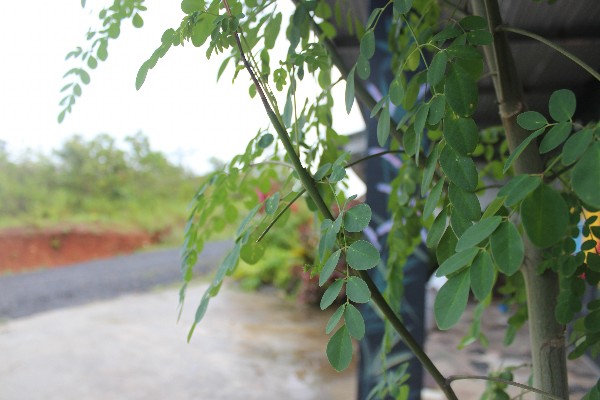 Moringa The Miracle Tree