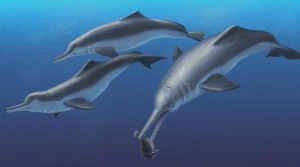 Smithsonian Discovers Ancient Dolphin Species in Panama