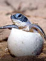 Sea turtles nesting in Panama