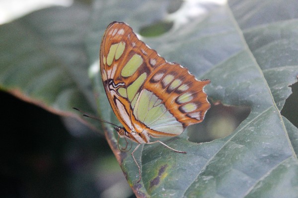 El Valle’s Butterfly Haven