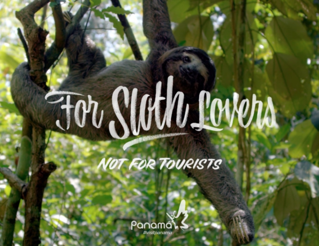 Panama for sloth lovers