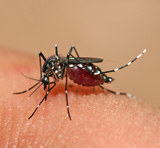 Mosquito News