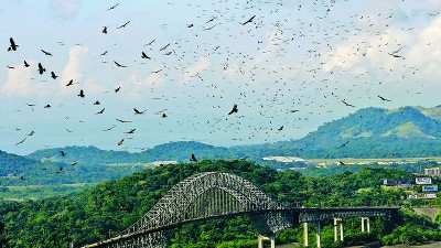 Over A Million Birds of Prey Fly Over Panama