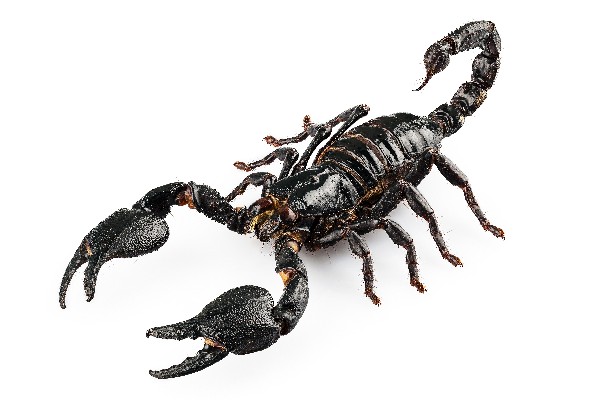 What To Do If Stung By A Scorpion