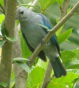 Bird Watch: Blue Gray Tanager