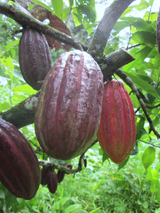 Örebä Chocolate in Bocas del Toro