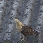 caracara_thumbnail.jpg