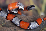 Coral Snakes and Their Impersonators