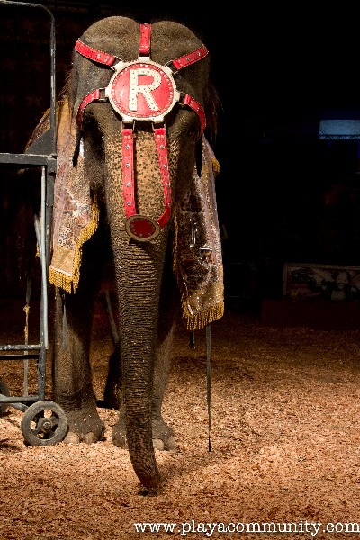 Panama Prohibits the Entry of Circuses with Wild Animals