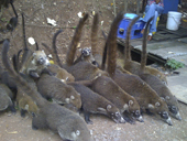 Experience Panama's Wild Coati Mundi (Gato Solo)