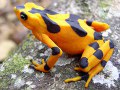 Panama’s Golden Frog on display at El Nispero Zoo in El Valle