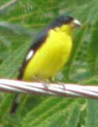 Bird Watch: Lesser Goldfinch