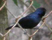 Bird Watch: Blue Black Grassquit
