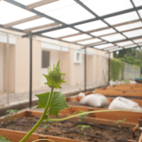 Greenhouses: Helping Plants Flourish in Tropical Climates  