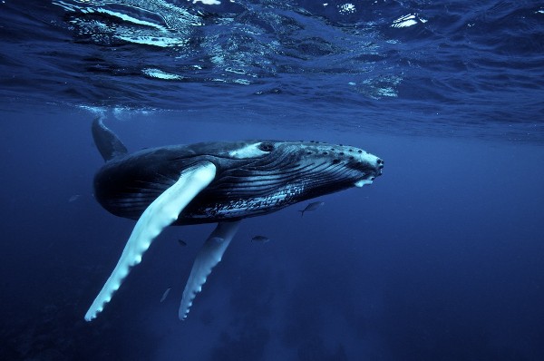 Protecting Humpback Whales in Panama 