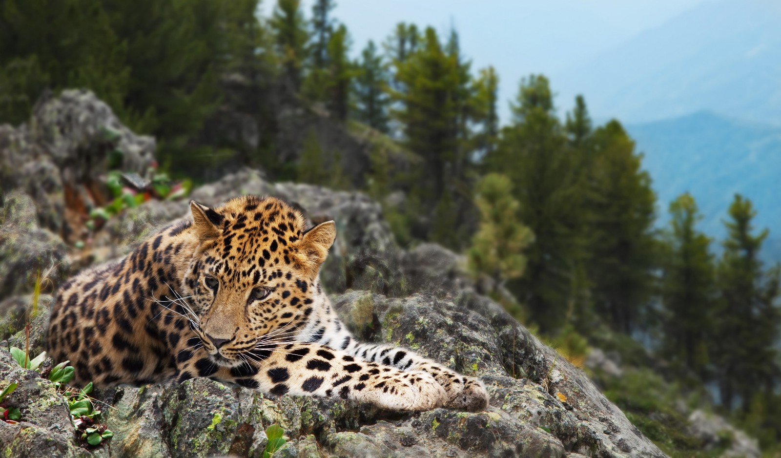 Sharing Panama with Wild Jaguars