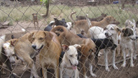 Panama Animal Shelter Needs Your Help