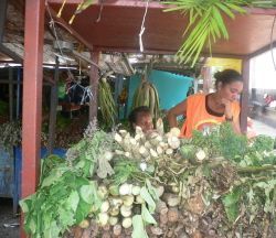 Medicinal and Magical Plants for Sale in Panama’s El Mercadito de Calidonia