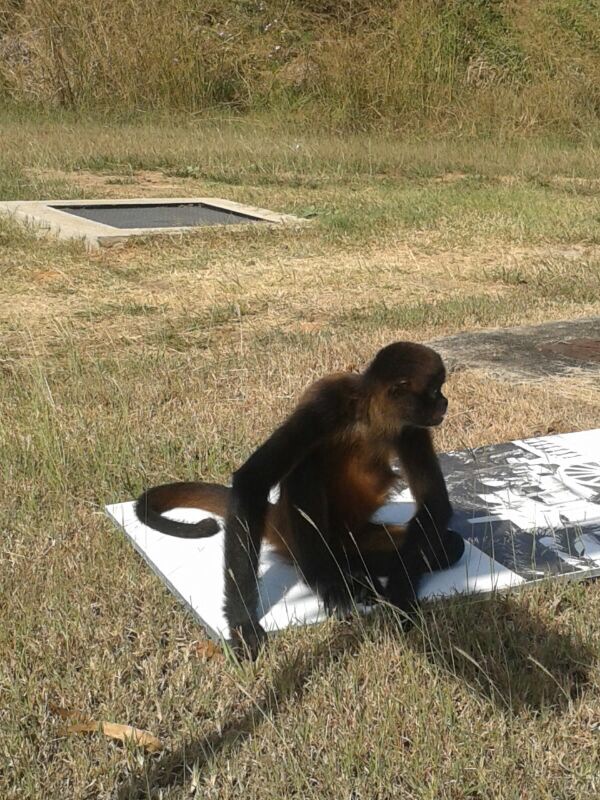 UPDATE: Monkey on the Loose in Coronado