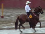 Columbian Paso Fino Contest at Coronado