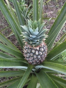 Locally Grown Pineapples in Panama Have More Benefits