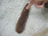 punta_culebra_sea_cucumber_thumbnail.jpg