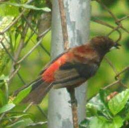 Bird Watch: Crimson Backed Tanager