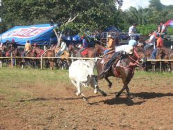 Otro exitoso Rodeo panameño en La Chorrera