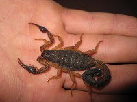 What to do if you’ve been stung by a scorpion in Panama