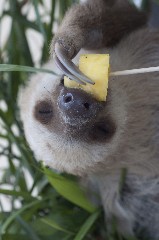 Sloth Spends the Day in Expat's Front Yard 