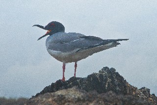 The Galápagos in Panama:  Swallow-tailed Gull Expanding their range