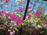 A Panama Minstrel under the Bougainvilleas