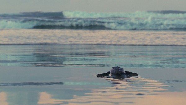 See Turtles on Mata Oscura Beach