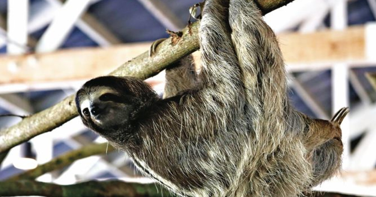 Sloth Awakening Expansion to the Sloth Sanctuary