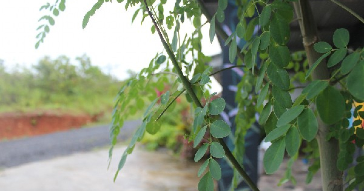 Coringa Tree Moringa The Miracle Tree